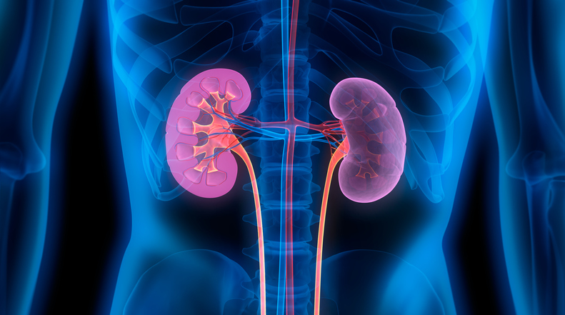 Everly Health Partners With National Kidney Foundation, Expands Kidney Health Testing Suite